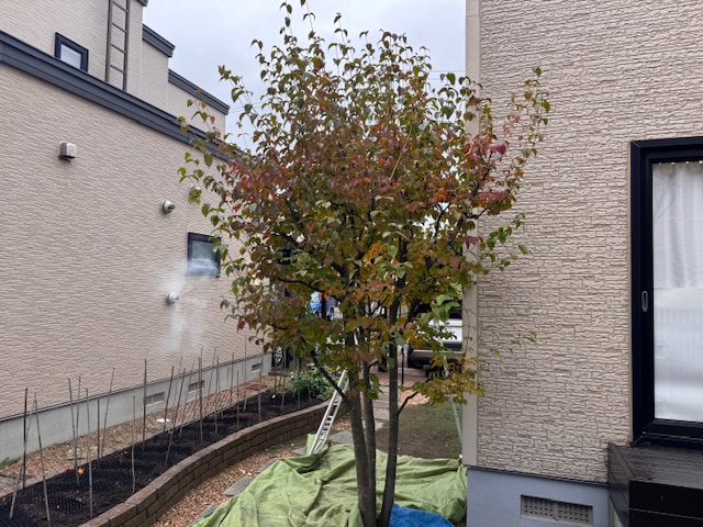 剪定前 ヤマボウシ