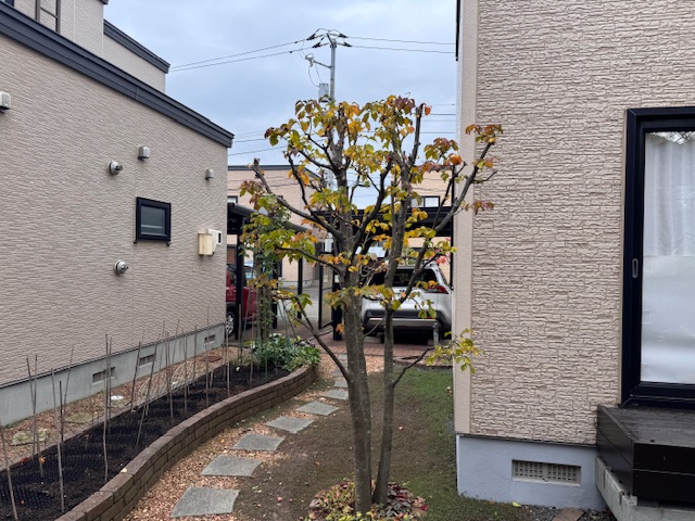 剪定後 ヤマボウシ