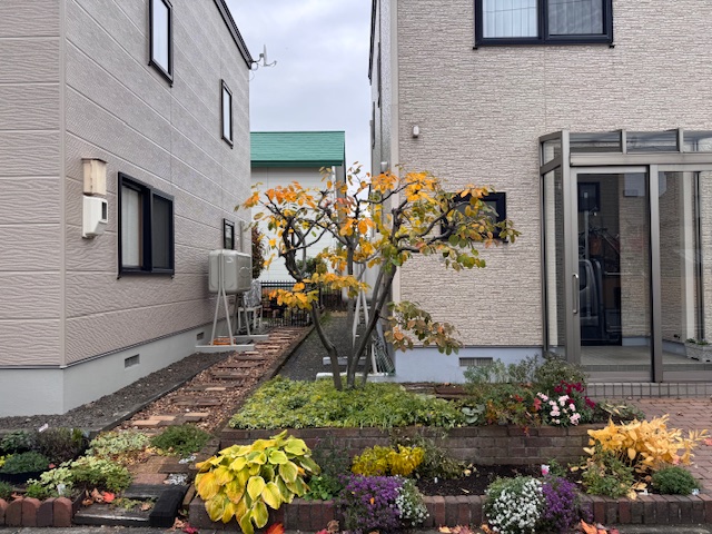 剪定後 ジューンベリー