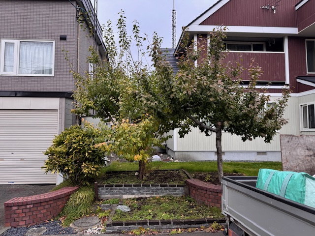 剪定前 プルーン