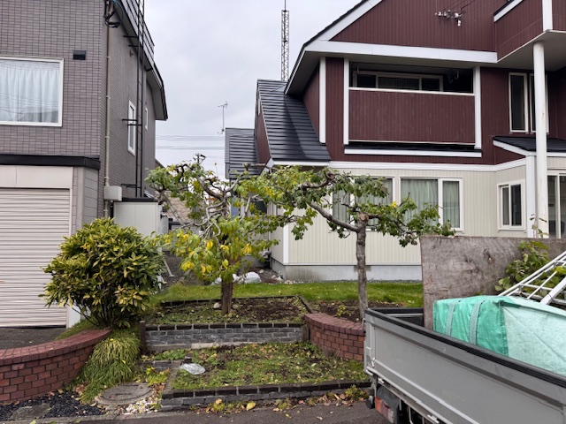 剪定後 プルーン