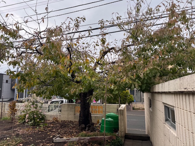 伐採前 サクランボ