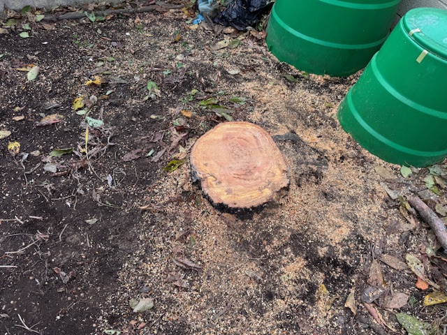 伐採後 サクランボ