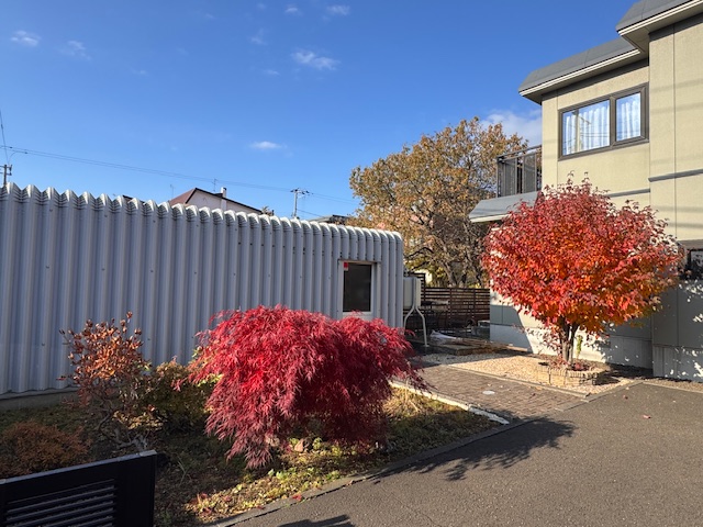 作業前　冬囲い・剪定