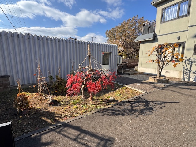 作業後　冬囲い・剪定