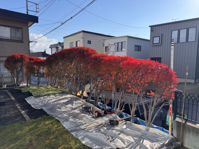 刈り込み前 ドウダンツツジ