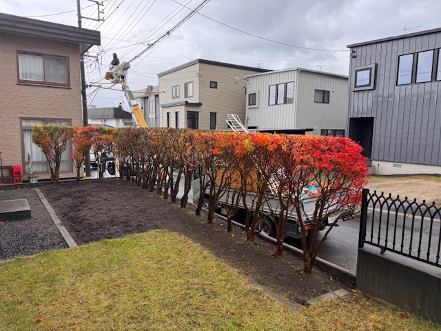 刈り込み後 ドウダンツツジ