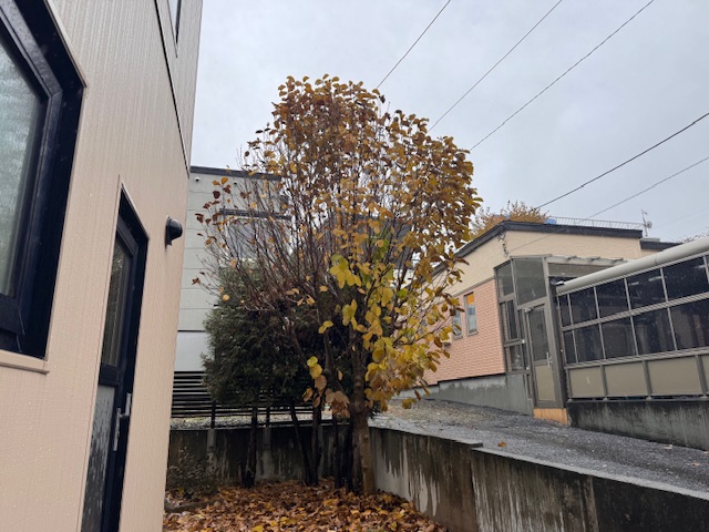 伐採前 モクレン