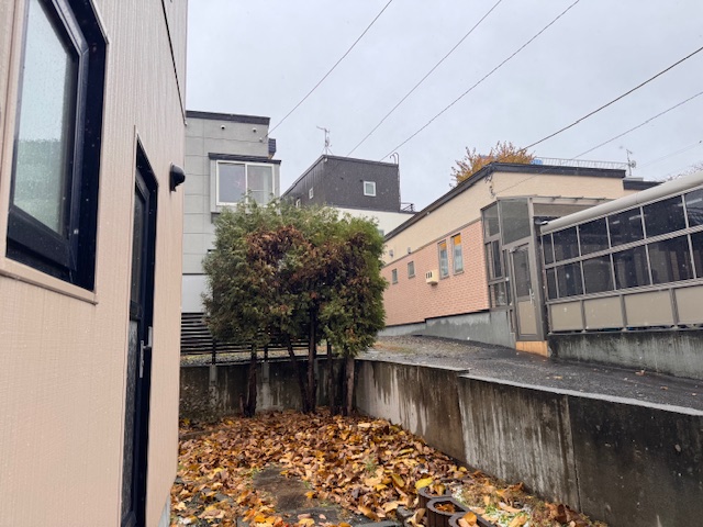 伐採後 モクレン