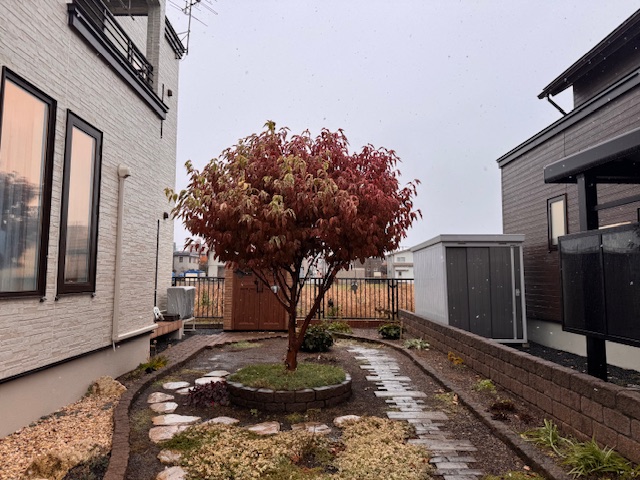 剪定前　ヤマボウシ