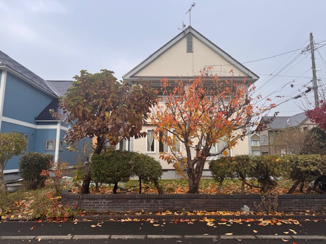 剪定前 黄モクレン・桜