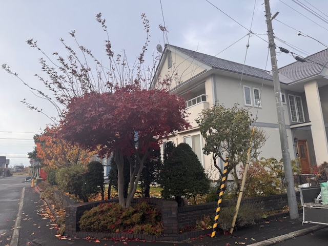 作業前 もみじ・ライラック剪定など