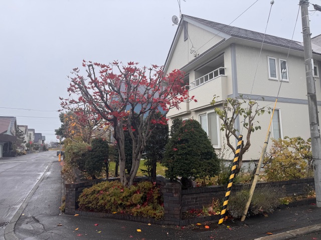 作業後 もみじ・ライラック剪定など