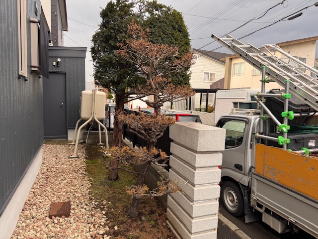 伐採・抜根前　五葉松