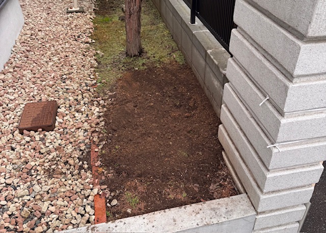 伐採・抜根後　五葉松