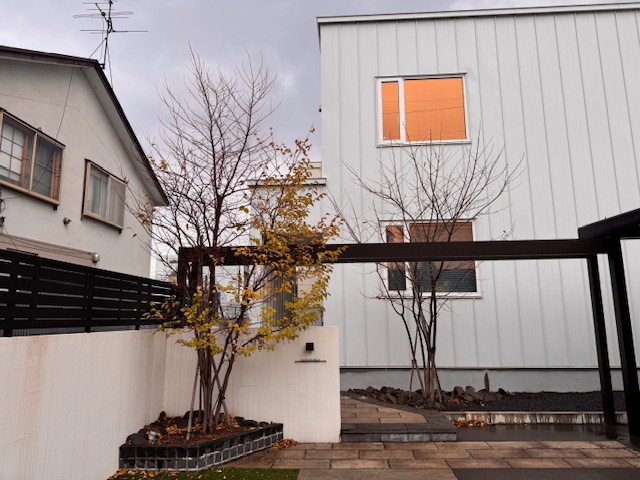 剪定前　エゴノキ・アオダモ