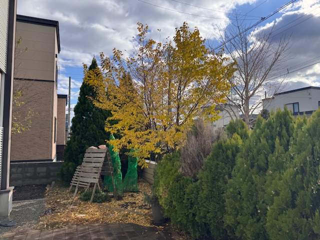 剪定前 エゴノキ