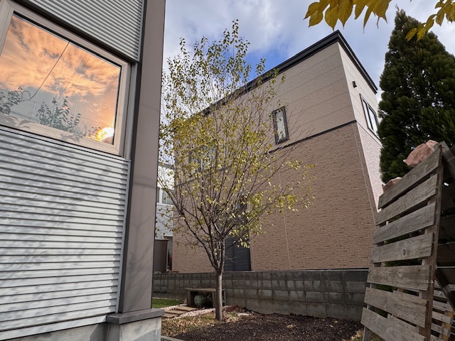 剪定前 プルーン