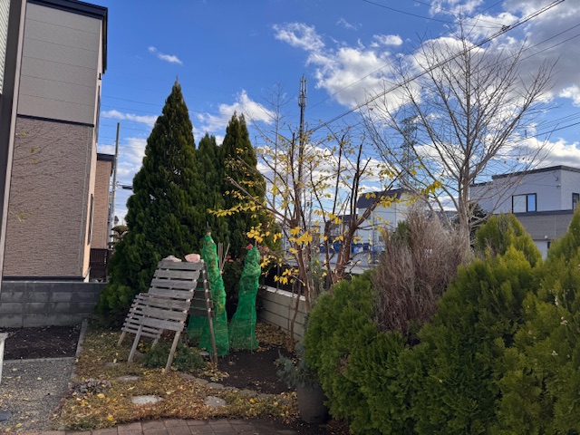 剪定後 エゴノキ