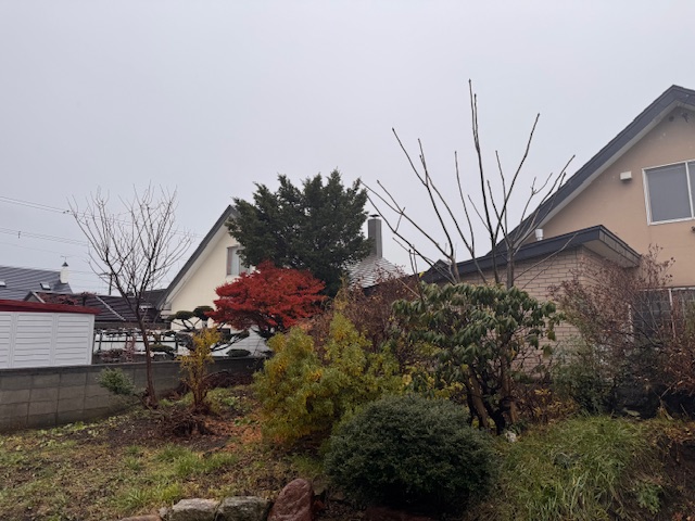 伐採前 イチイ・雑木