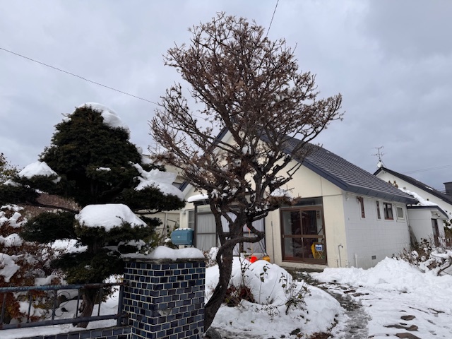 伐採前 立ち枯れ五葉松