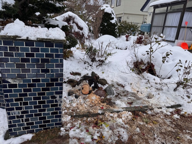 伐採後 立ち枯れ五葉松