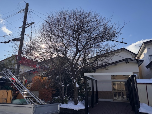 強剪定前　野村もみじ・梅