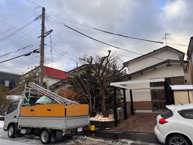 強剪定後　野村もみじ・梅
