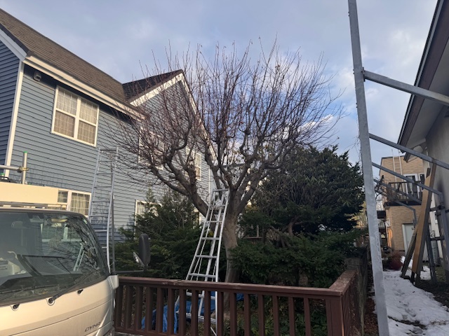 剪定前　野村モミジ