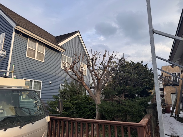 剪定後　野村モミジ