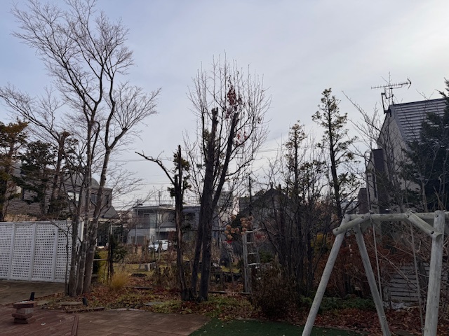 作業前　カエデ強剪定・ナナカマド伐採など