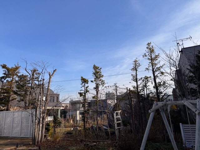 作業後　カエデ強剪定・ナナカマド伐採など