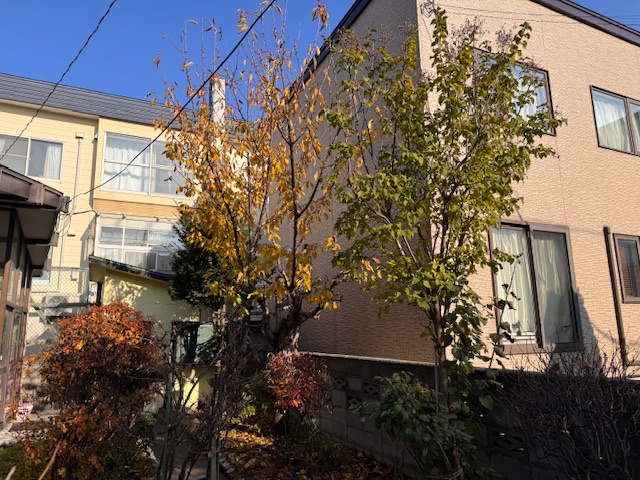 剪定前　サクランボ・ライラック