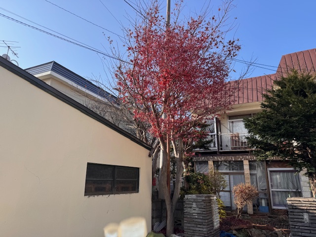 剪定前　野村モミジ