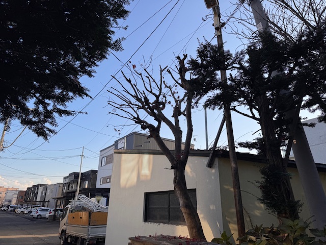 剪定後　野村モミジ