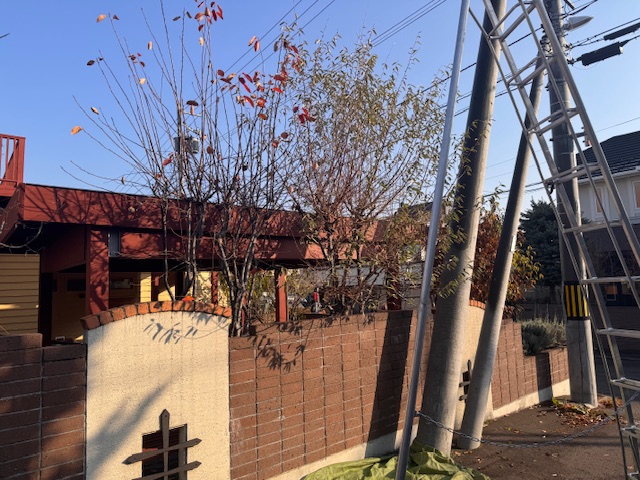 剪定前 ジューンベリー・グミの木