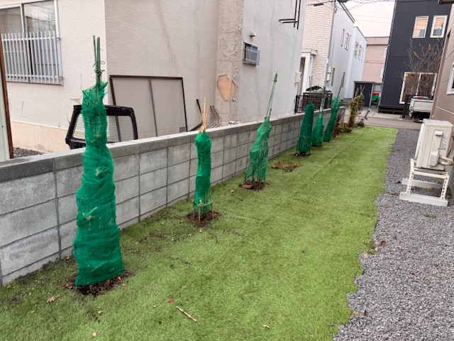 冬囲い(ネット巻き) バラ7株