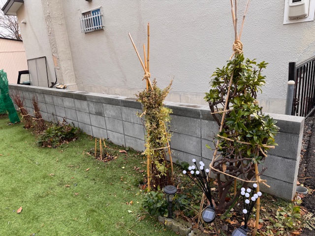 冬囲い 沈丁花・ユキヤナギなど