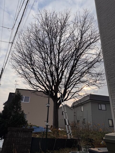 伐採前 アズキナシ