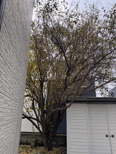 伐採前 グミの木