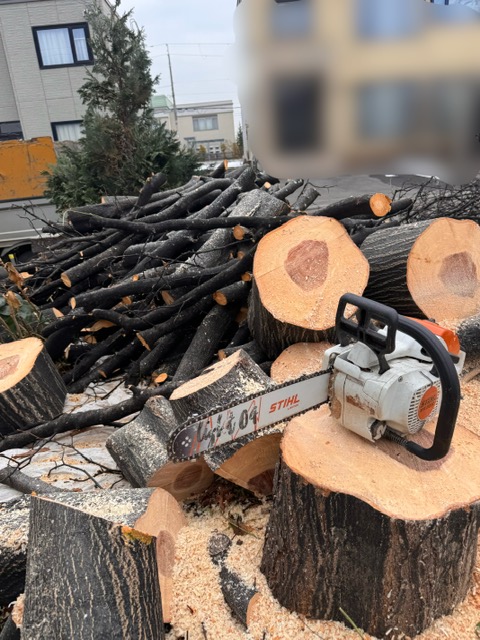 伐採後　アズキナシ