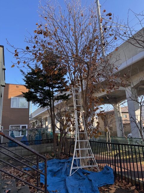 剪定前 もみじ・モクレン