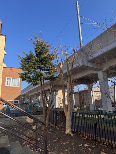 剪定後 もみじ・モクレン