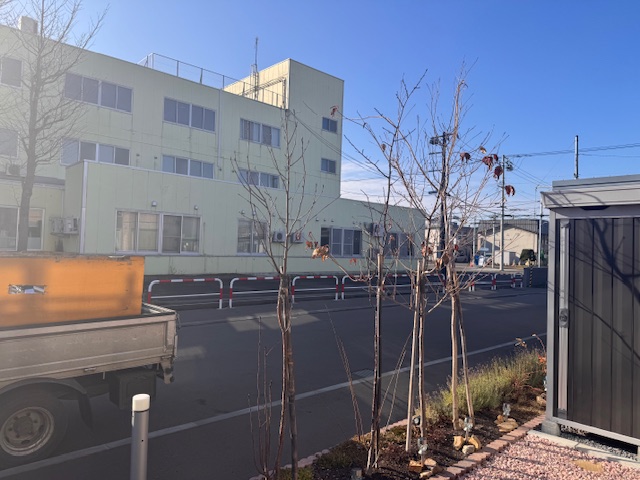 剪定前 ナナカマド・桜・ヤマボウシ・カエデ