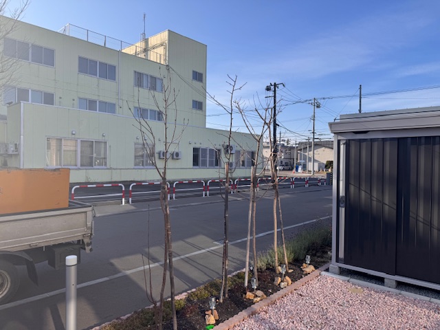 剪定後 ナナカマド・桜・ヤマボウシ・カエデ