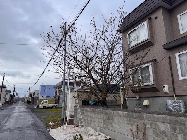 剪定前　サクランボ