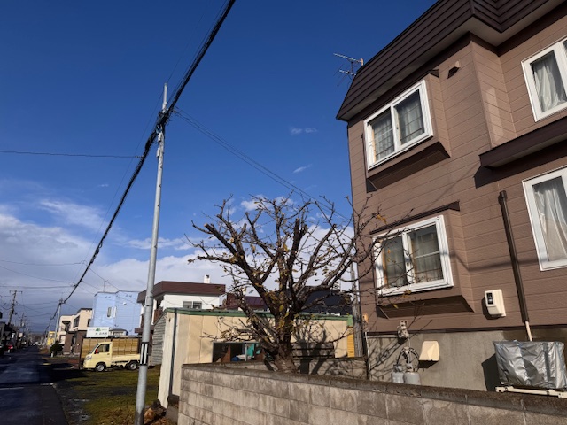 剪定後　サクランボ