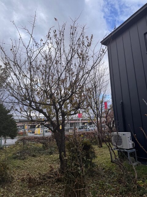 剪定前　梅