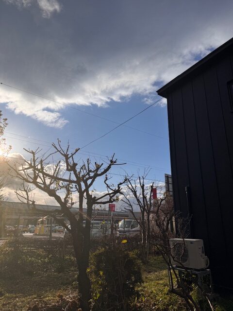 剪定後　梅（右奥にプルーン）