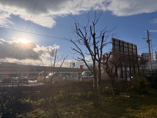 剪定後　プルーン２本